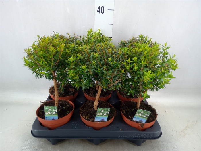 <h4>Myrtus communis</h4>