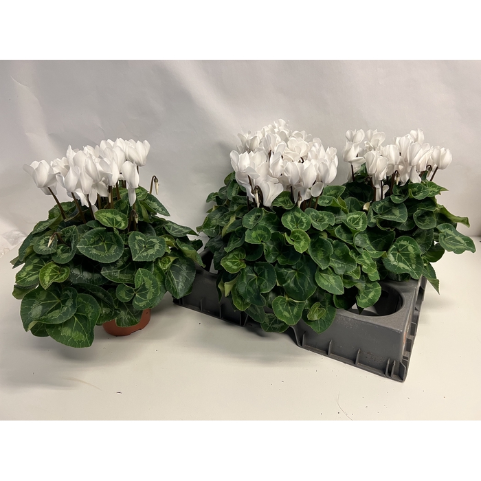 <h4>Cyclamen Super Serie XL 15Ø 37cm</h4>
