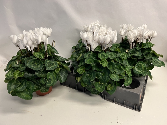 Cyclamen Super Serie XL 15Ø 37cm