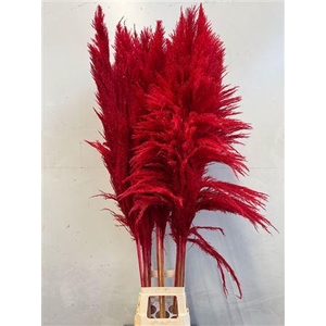 Cortaderia Red