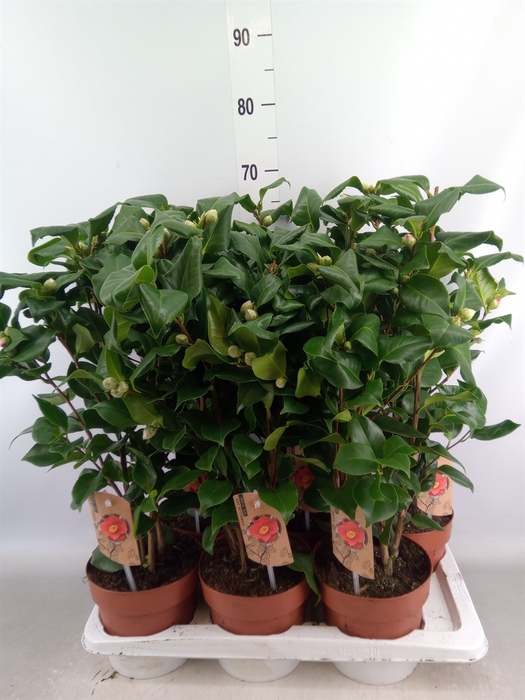 <h4>Camellia japonica 'Dr King'</h4>