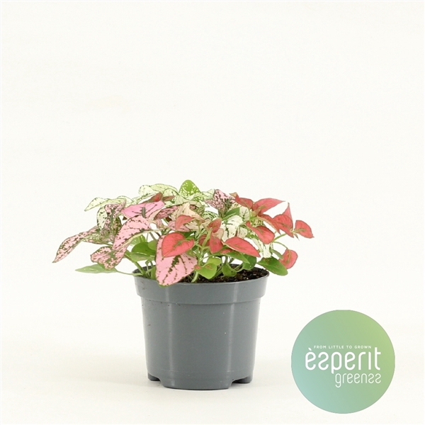 Hypoestes Confetti