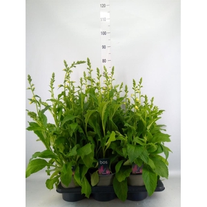 Digitalis purp. 'Hanabee White'