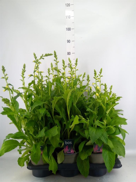 <h4>Digitalis purp. 'Hanabee White'</h4>