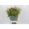 Chasmanthium Green