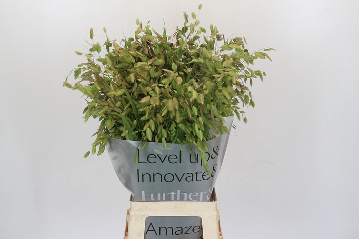 <h4>Chasmanthium Green</h4>