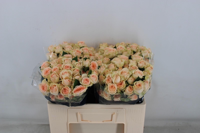 <h4>R TR SANCERRE Water</h4>