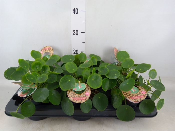 <h4>Pilea peperomoides</h4>