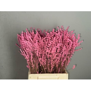 Pf Lavender Bs Pink