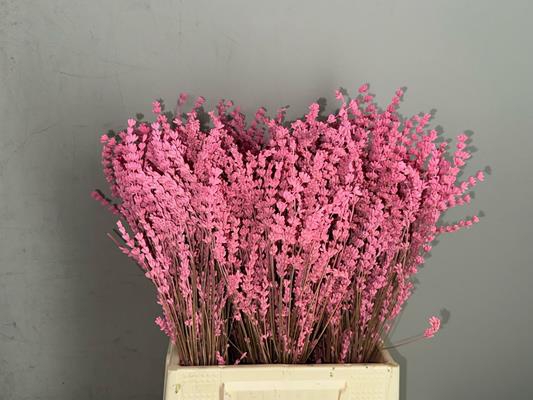 <h4>Pf Lavender Bs Pink</h4>