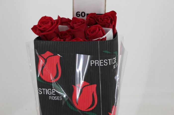 <h4>ROSA VERMELHA FREEDOM 050 IMPORTADA</h4>