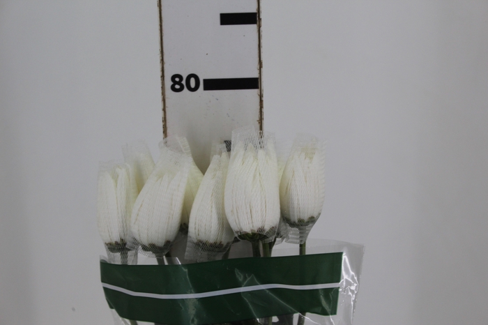 <h4>ANASTASIA HERRERA 080 CM BRANCO</h4>