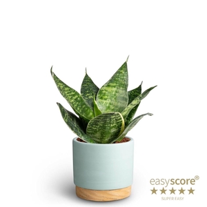 SANSEVIERIA TRIFASCIATA