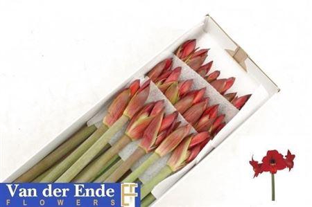 <h4>Hipp Rapido</h4>