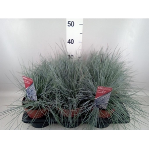 Festuca glauca 'Intens Blue'