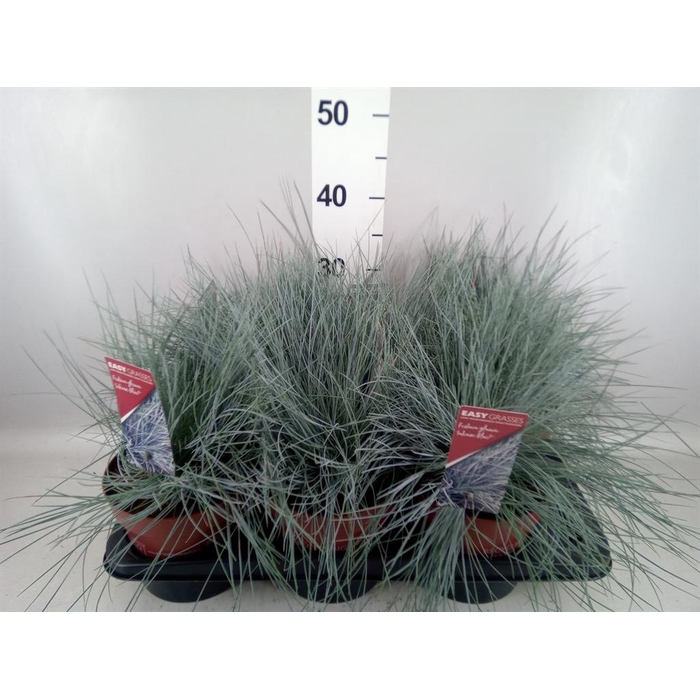 <h4>Festuca glauca 'Intens Blue'</h4>