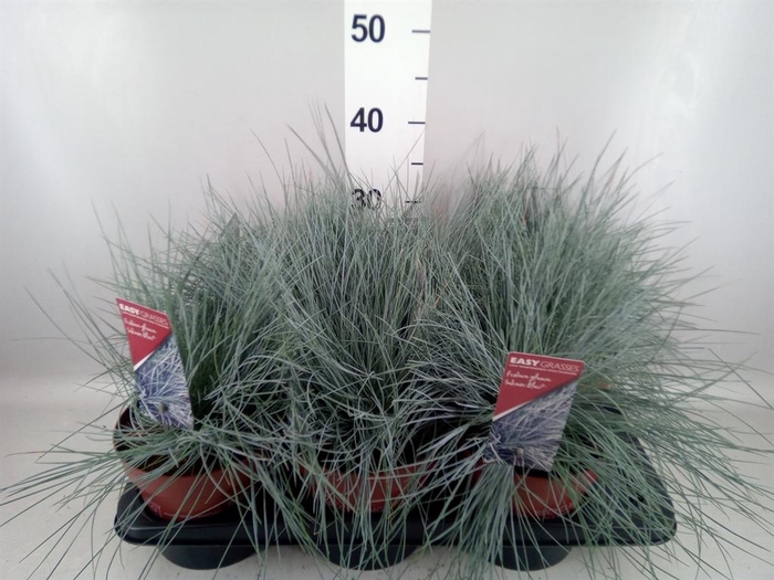 <h4>Festuca glauca 'Intens Blue'</h4>