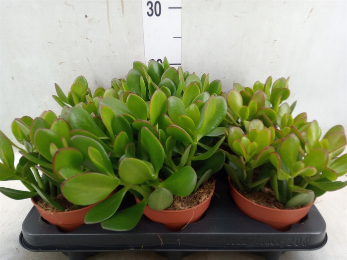 <h4>Crassula ovata</h4>
