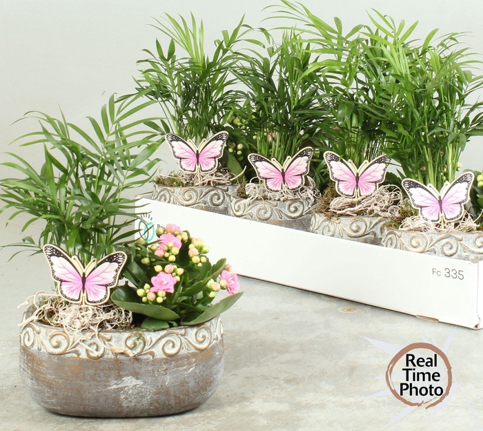 <h4>ARR KAMERPL</h4>