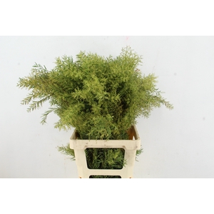 ACACIA MIMOSA CLAIR DE LUNE 200GR