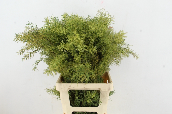 <h4>ACACIA MIMOSA CLAIR DE LUNE 200GR</h4>