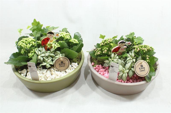 <h4>4872 GREY/GREEN KON LAAG</h4>