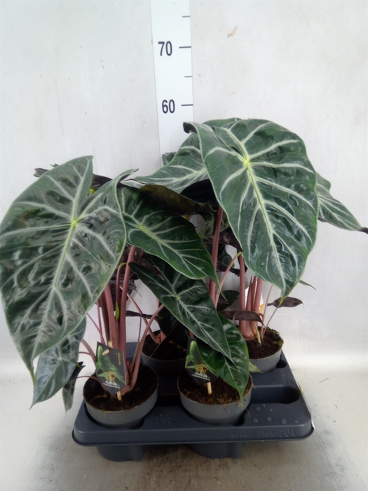 <h4>Alocasia   ...</h4>