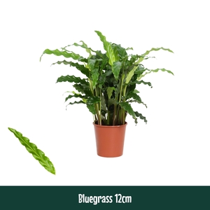 Calathea 12cm Bluegrass - Living