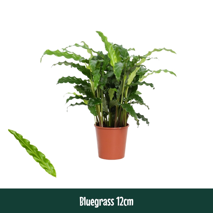 <h4>Calathea 12cm Bluegrass - Living</h4>