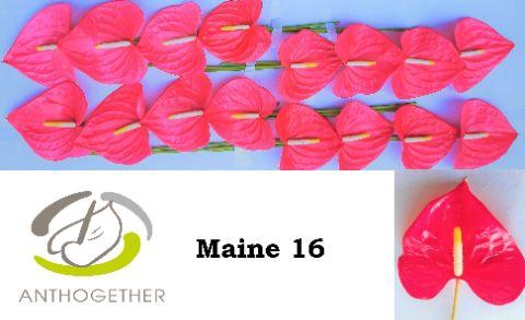 <h4>Anthurium Maine</h4>