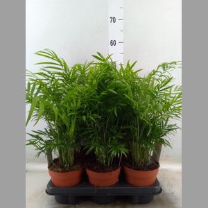 Chamaedorea elegans