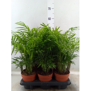 Chamaedorea elegans
