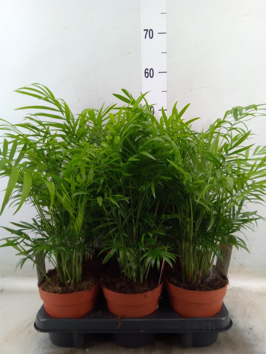 <h4>Chamaedorea elegans</h4>