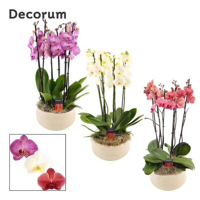 Nora 6 tak symphony mix (Deco-collection)