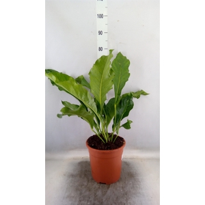 Anthurium   ...
