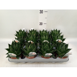 Aloe aristata 'Cosmo'