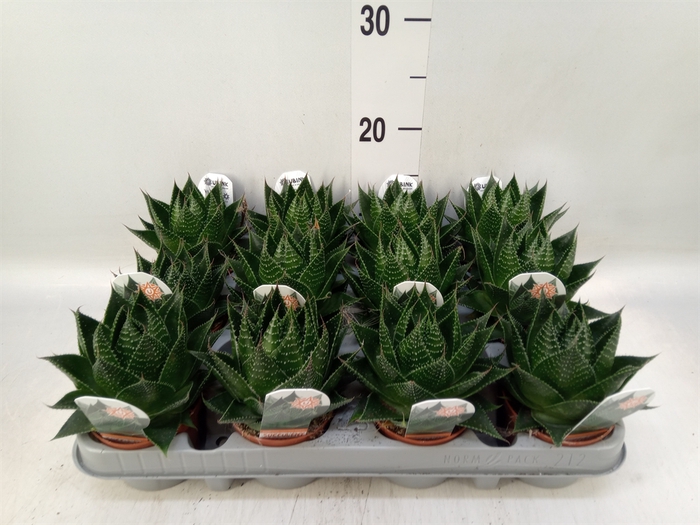 <h4>Aloe aristata 'Cosmo'</h4>
