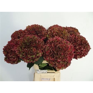 Hydr M Mag Pi Rub Cl