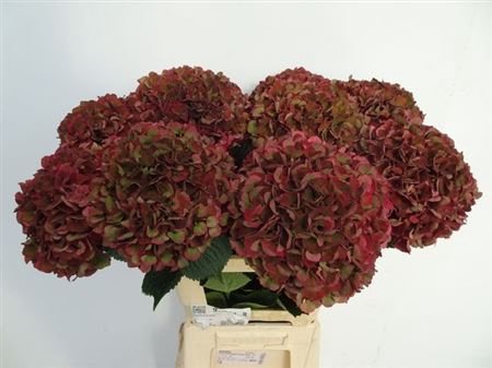 <h4>Hydr M Mag Pi Rub Cl</h4>