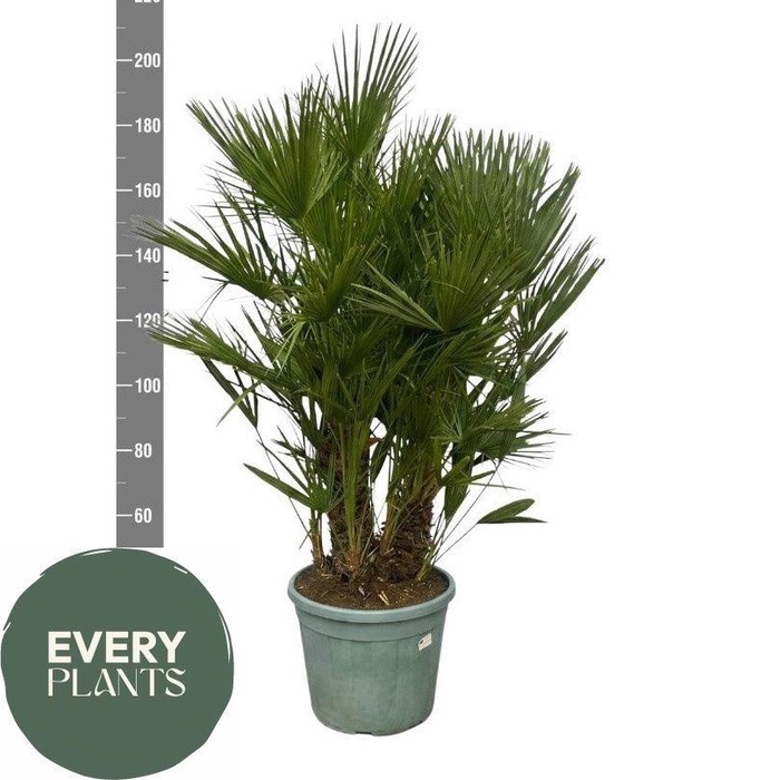 <h4>CHAM HUMILIS</h4>