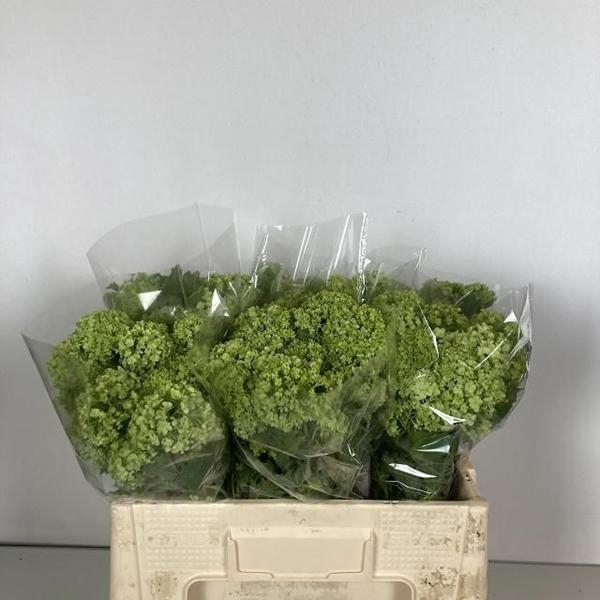 <h4>VIBURNUM ROSEUM ST</h4>