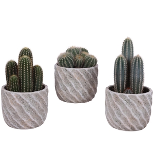 Cactus mix Ø12cm in Ø15cm Ceramic NT668