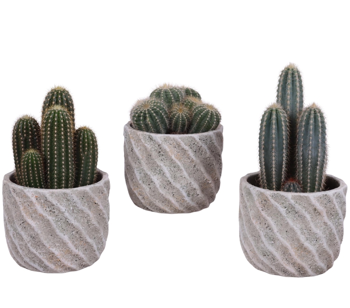 <h4>Cactus mix Ø12cm in Ø15cm Ceramic NT668</h4>