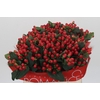 Hypericum True Romance