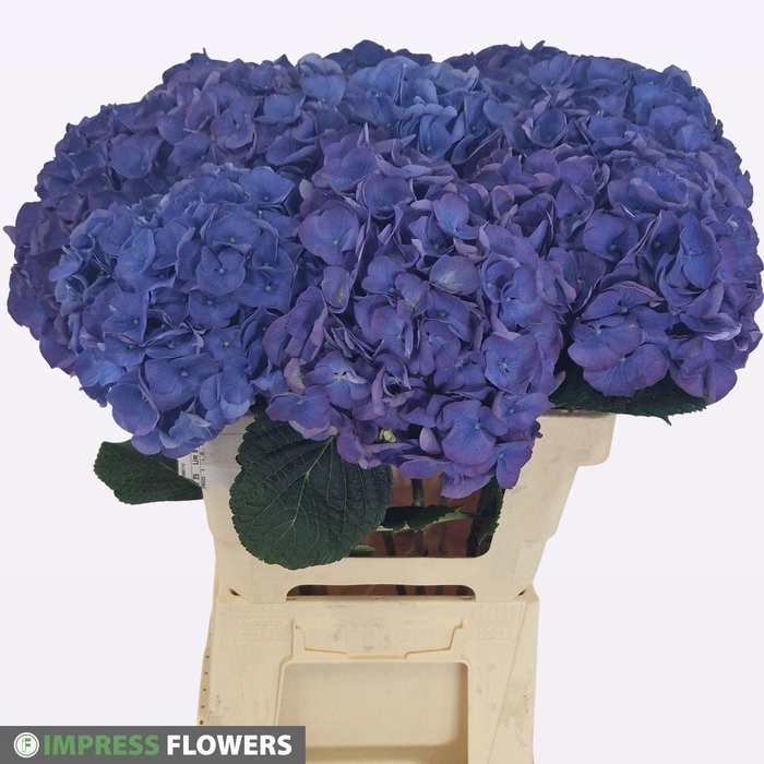 <h4>HYDR BLAUW</h4>