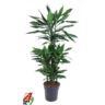 <h4>60-carrousel 5 stek/pot</h4>