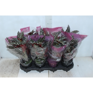 BEGONIA MACULATA SPOTLIGHT DARK P13