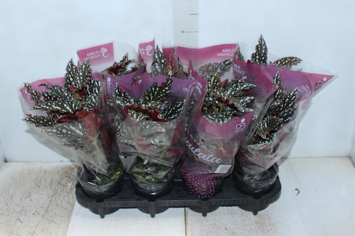 <h4>BEGONIA MACULATA SPOTLIGHT DARK P13</h4>