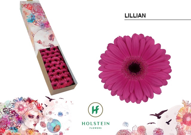 GE MI LILLIAN Doos x60