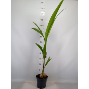 Cocos nucifera